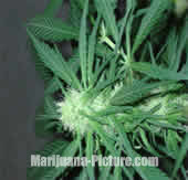small bud marijuana picture