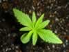 germinating marijuana