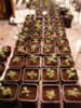 pictures of marijuana seedlings
