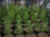 indoor marijuana growing