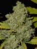 marijuana bud close up