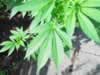 marijuana leaf closeup