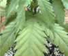 marijuana leaf pic 1