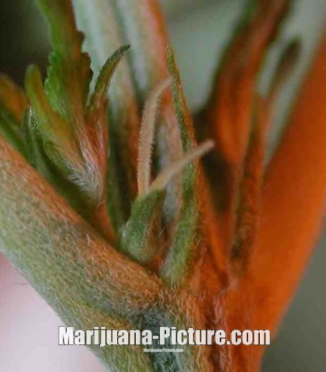 female_cannabis_plant_stem.jpg