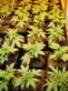 cannabis plants small