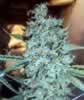 big bud marijuana seeds